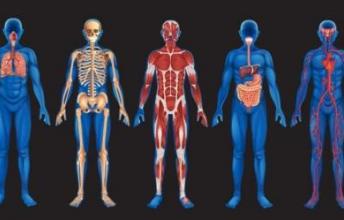 The Mysteries of Human Body