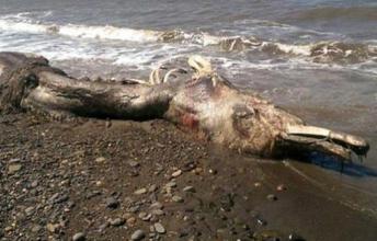 This Bizarre Sea Creature Just Washed Up On The Shores Of Russia