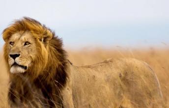 The Lifestory of Cecil the Lion - From endangered species to a legend