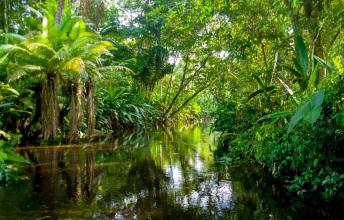 Amazon Rainforest –8 Things You Probably Didn’t know