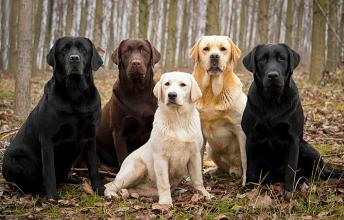 American Kennel Club Chose 10 Most Popular Dog Breeds
