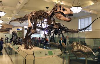 American Museum of Natural History - The Best 