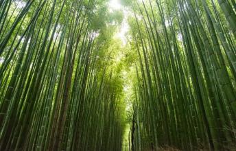 Bamboo – The Tree of The Future