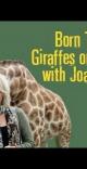 Born To Be Wild: Giraffes on the Move