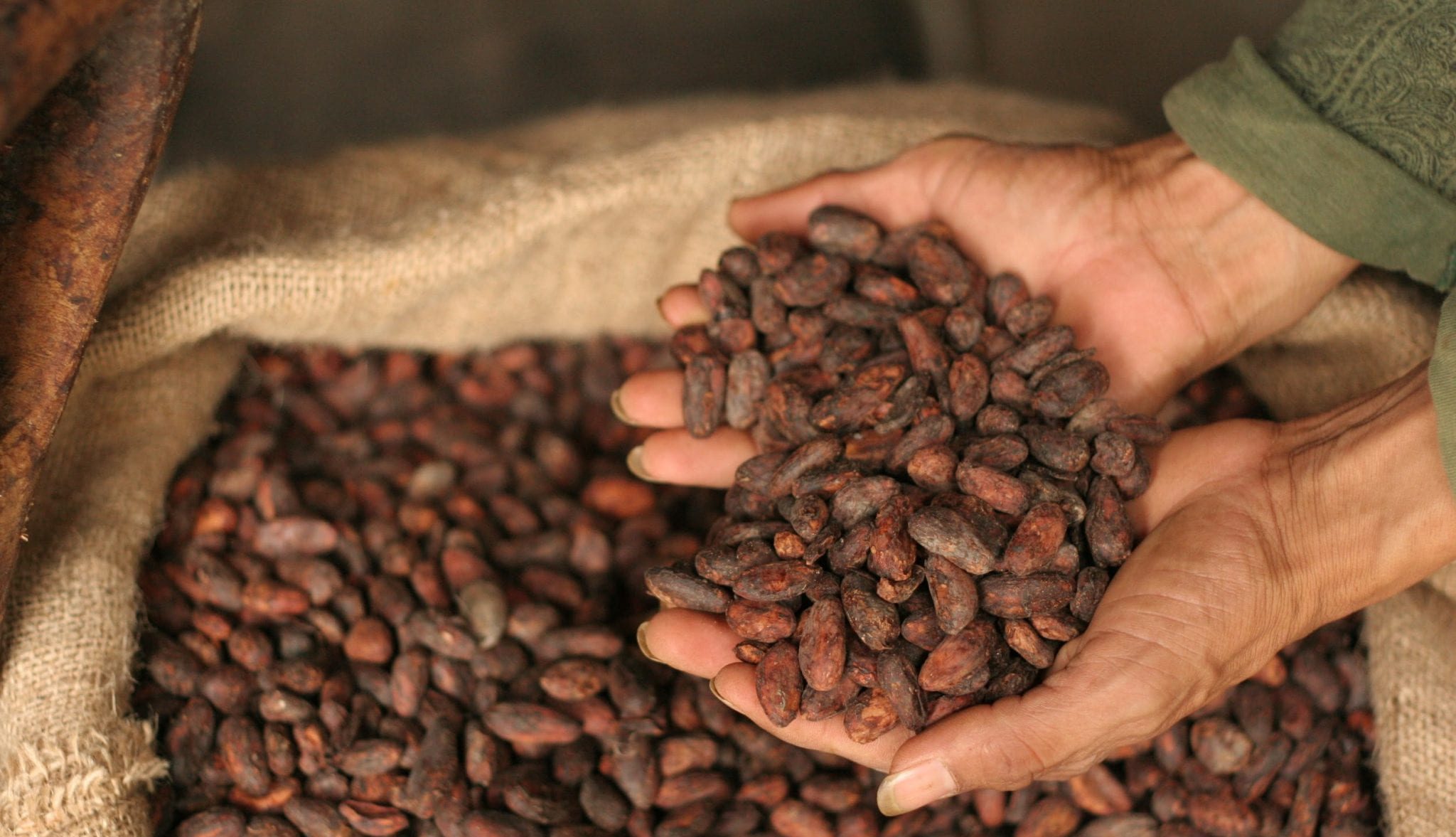 Cacao – The Gold Worthy Chocolate