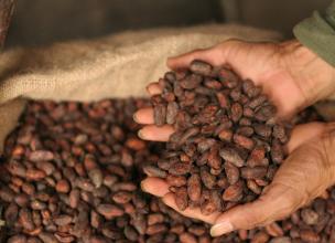 Cacao – The Gold Worthy Chocolate