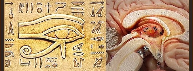 How to Detoxify the Pineal Gland
