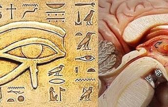 How to Detoxify the Pineal Gland