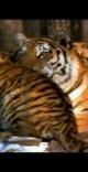 The Extinction of The Siberian Tiger 