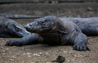 Komodo Dragons – The Largest Living Lizard on Earth