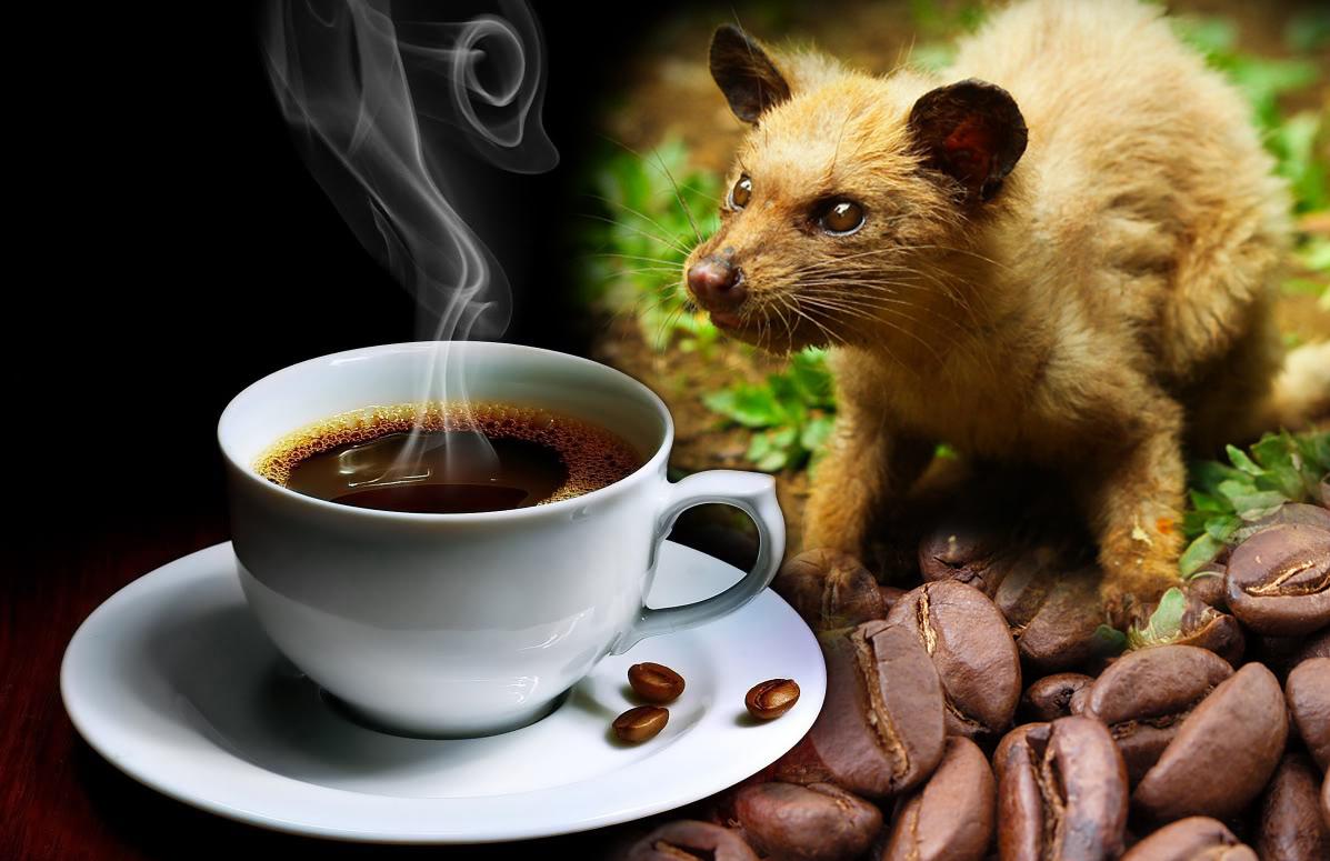 Kopi Luwak - What Makes the Coffee the Most Expensive in the World