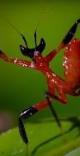 Kung Fu Mantis Vs Jumping Spider