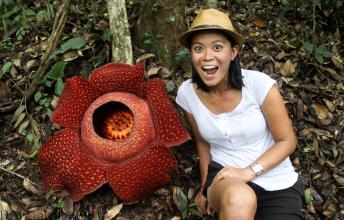 Meet The Rafflesia, World’s Largest Flower