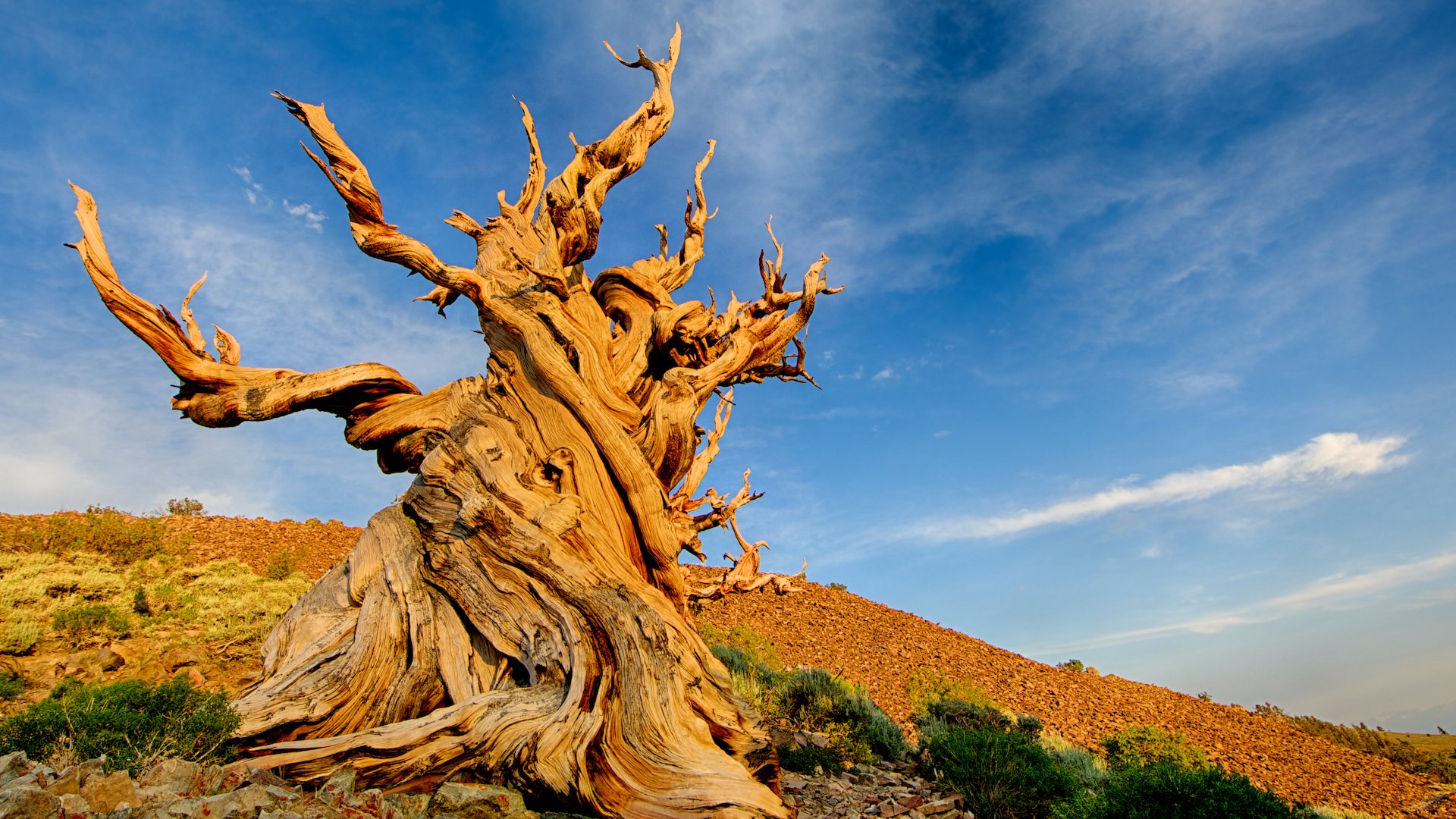 Methuselah tree – Can You Find the Oldest Tree on Earth?