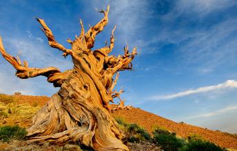 Methuselah tree – Can You Find the Oldest Tree on Earth?