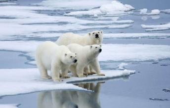 Polar Bears – The Adorable Largest Land Predator