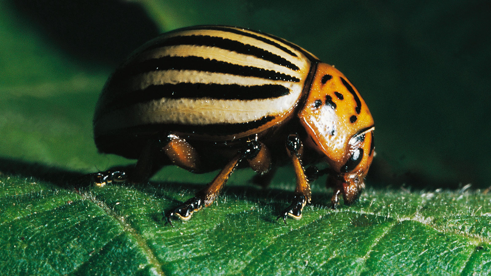 Potato Beetle – The Amazing World of Insects