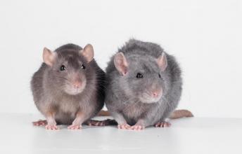 Rats – More Than Just Laboratory Experiment