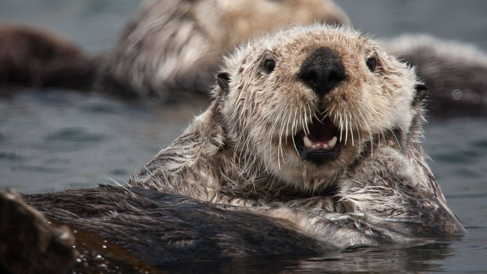 Sea Otters – Amazing Endangered Species Animals