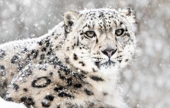 Snow Leopard – One of the Most Unique Cats in the World is Endangered