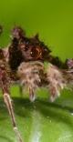 portia spider