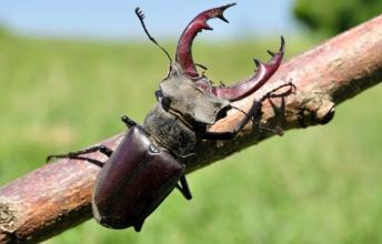 Stag Beetle – The Most Expensive Insect in the World