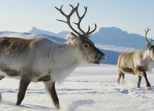 Ten Interesting Facts about Reindeer