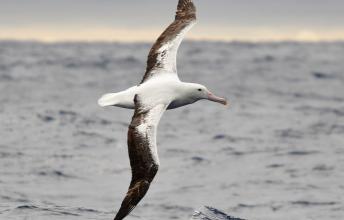 The Albatross, Sea Bird that Can go Years Without Landing