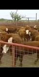 cattle ranching