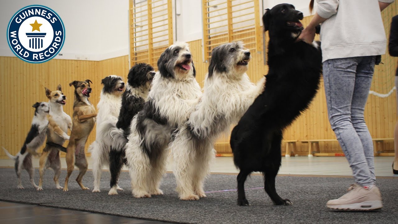 Top 10 Times Dogs Made it to the Guinness Book of World Records
