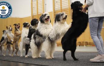 Top 10 Times Dogs Made it to the Guinness Book of World Records