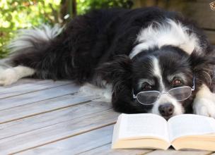 Top 5 Most Intelligent Dogs