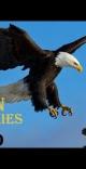 eagle documentary