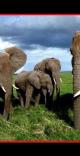 elephats wildlife