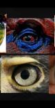 how eyes evolved
