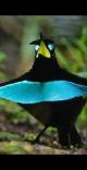 birds of paradise papua new guinea