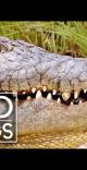 wild crocodiles
