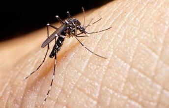 Why do mosquitoes bite some people and not others?