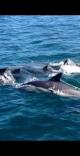 wild west cork dolphins