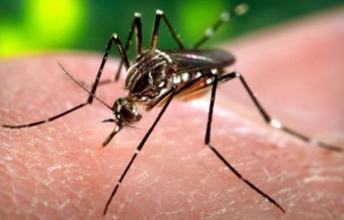 Zika Virus Questions and Answers