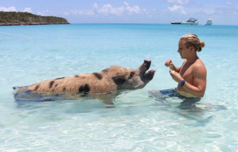 Pig Beach on Bahamas – All About Swimming Pigs
